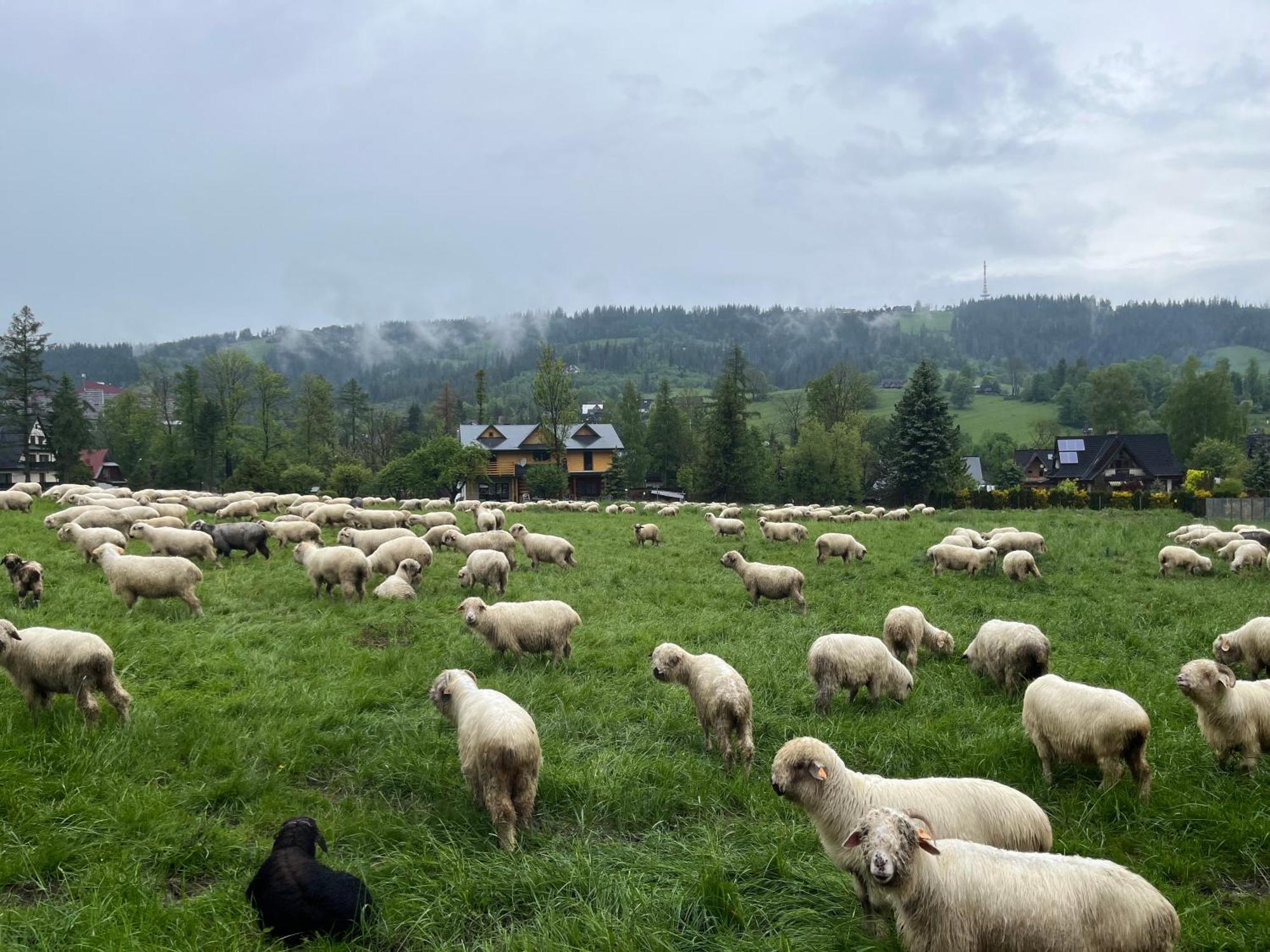 Milo Tu * Zakopane